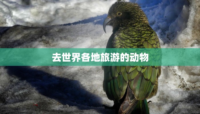 去世界各地旅游的动物