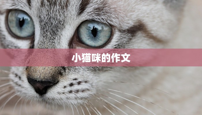 小猫咪的作文