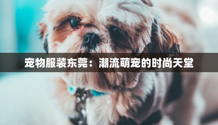 宠物服装东莞:潮流萌宠的时尚天堂