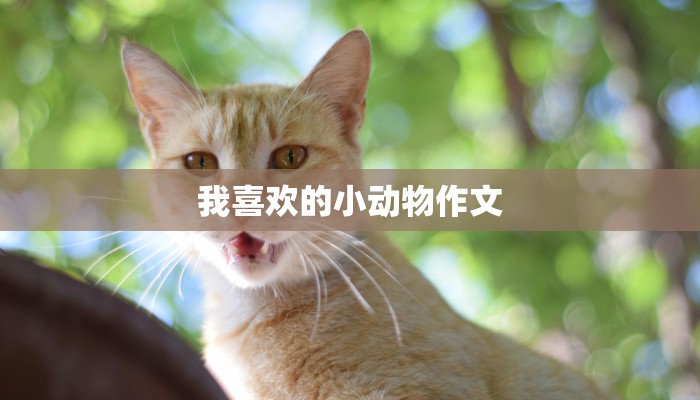 我喜欢的小动物作文