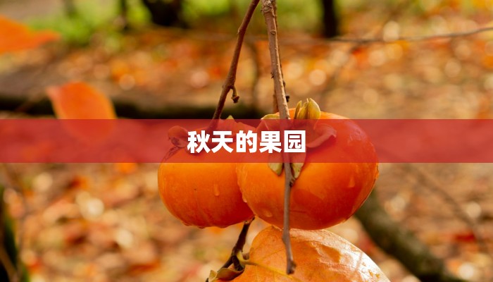 秋天的果园