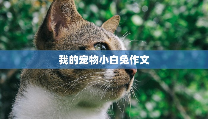 我的宠物小白兔作文