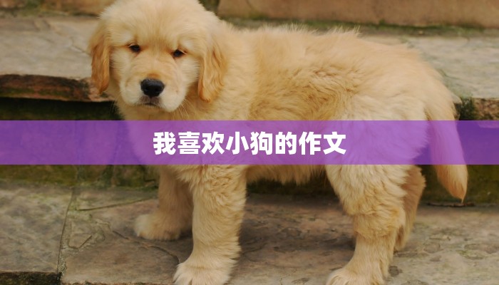 我喜欢小狗的作文