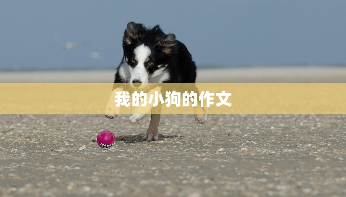 我的小狗的作文