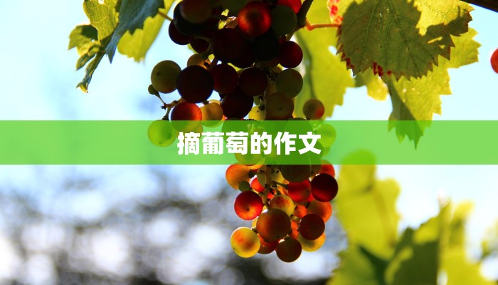 摘葡萄的作文