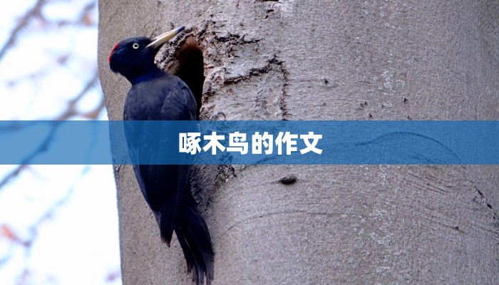 啄木鸟的作文