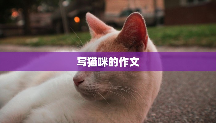 写猫咪的作文