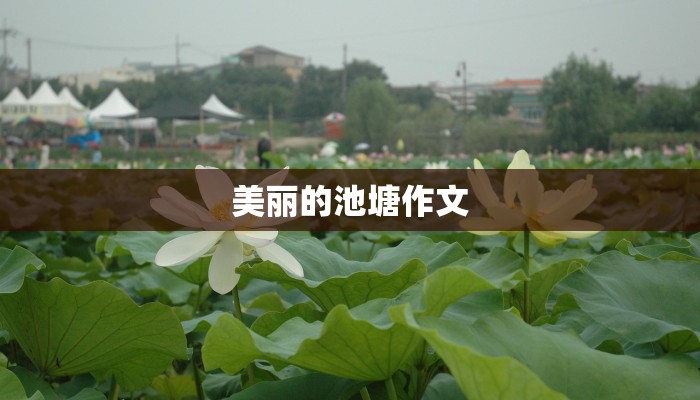 美丽的池塘作文