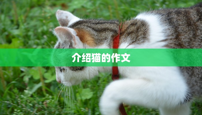 介绍猫的作文