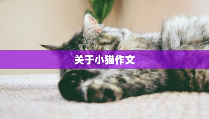关于小猫作文