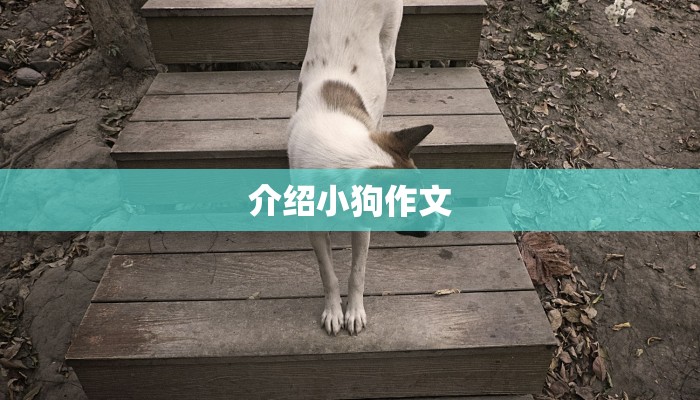 介绍小狗作文