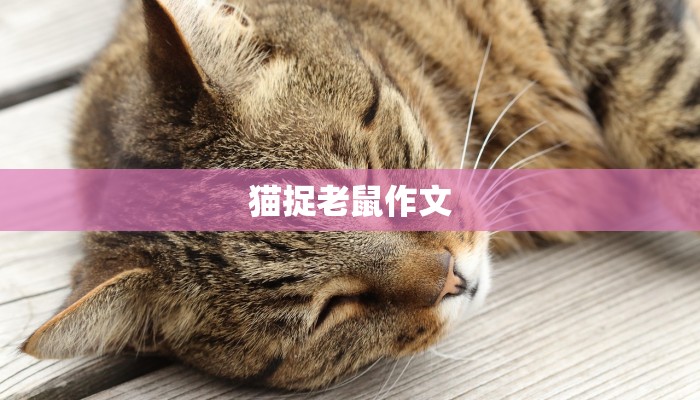 猫捉老鼠作文